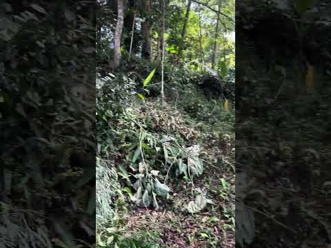 Walkthrough video of 13 decimal land for sale in Lamahatta, Darjeeling showing Kanchenjunga, Sikkim and valley views